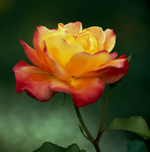 rose-garden-2