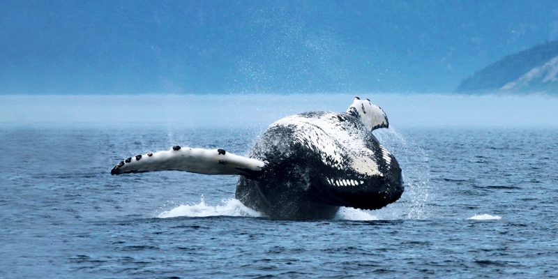 Visit Côte-Nord Whale