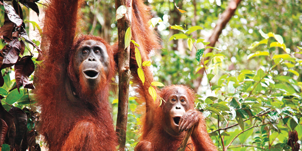 ELLE World: Birutė Galdikas' quest to seek harmony for orangutans