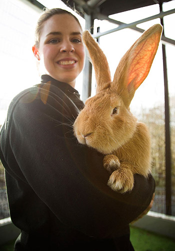 lets-all-adopt-this-giant-bunny-in-glasgow