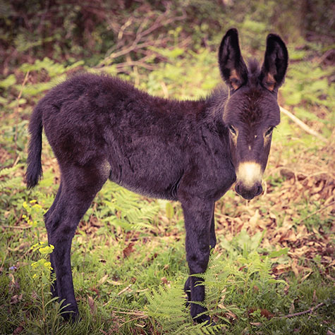watch-that-time-police-were-in-high-pursuit-of-a-miniature-donkey