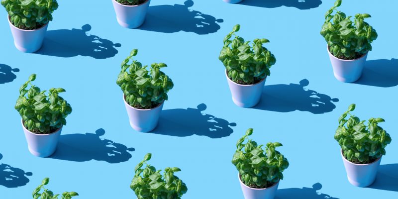 Plants for your zodiac sign