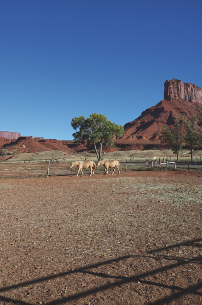 Horses At Sorrel River Ranch 